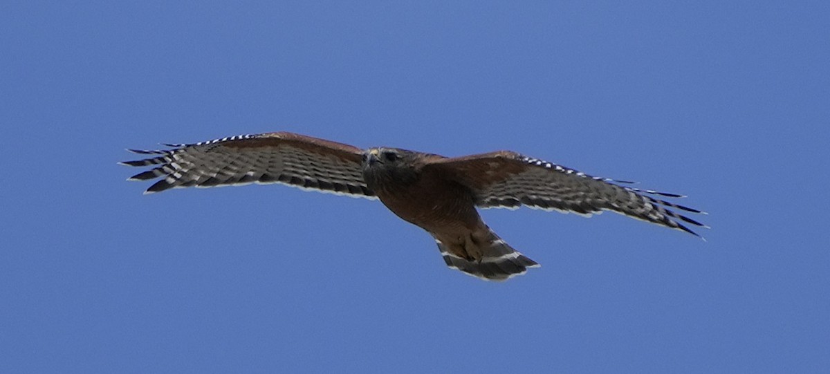 Red-shouldered Hawk - ML642296753