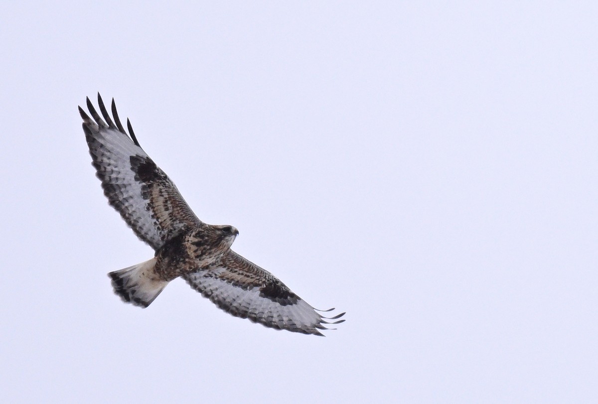 Rough-legged Hawk - ML642296761