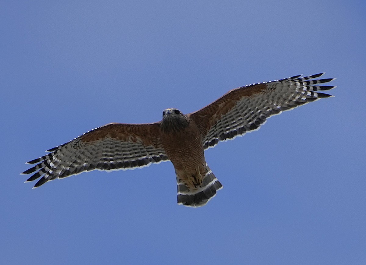 Red-shouldered Hawk - ML642296767