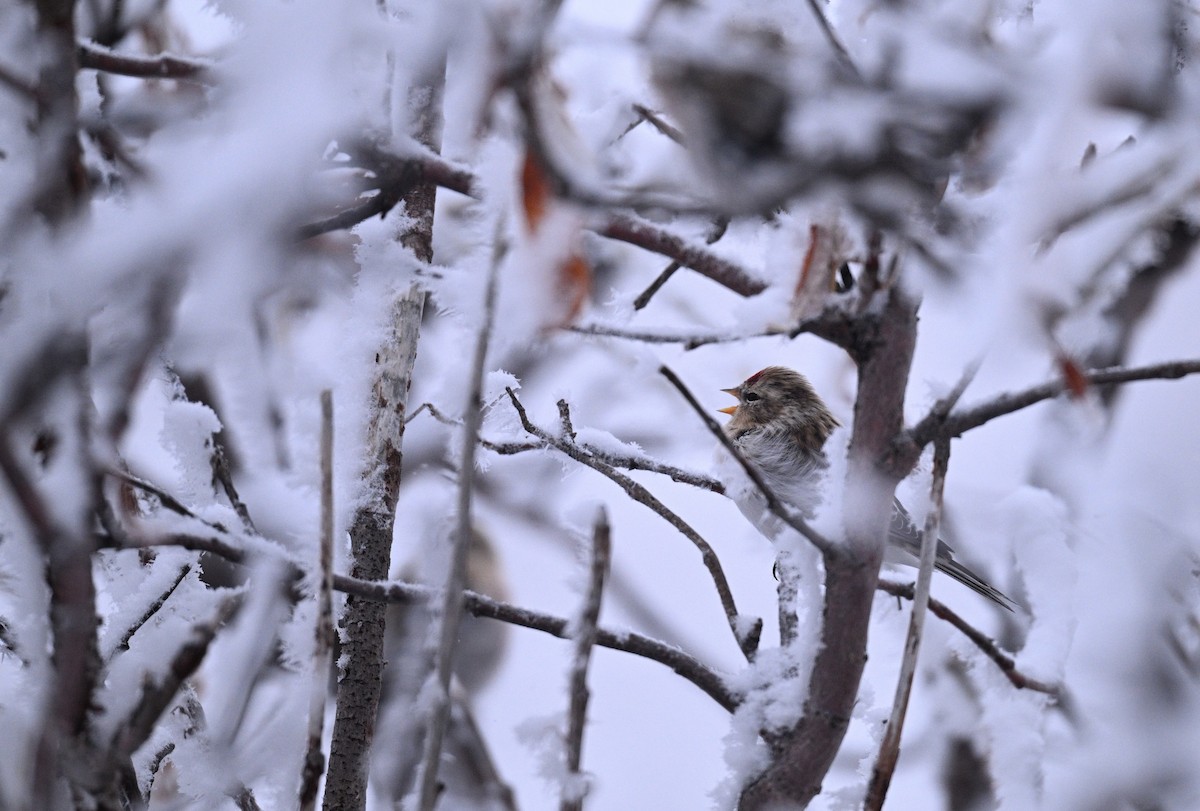 Redpoll - ML642296785