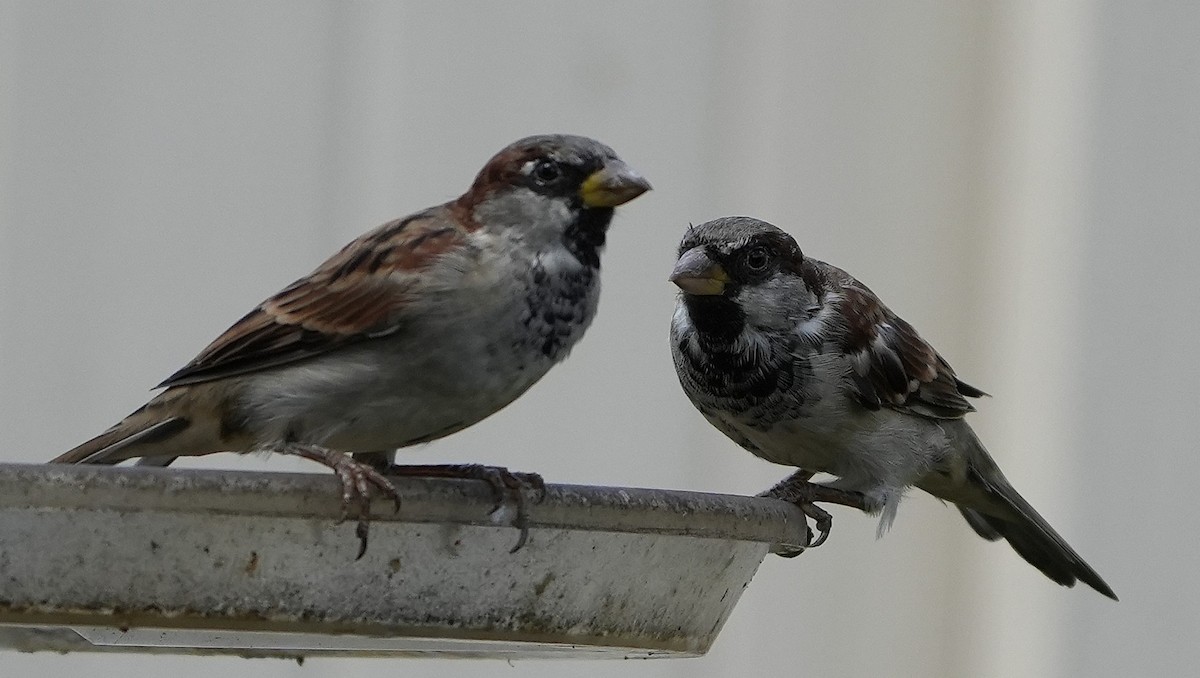 House Sparrow - ML642296794