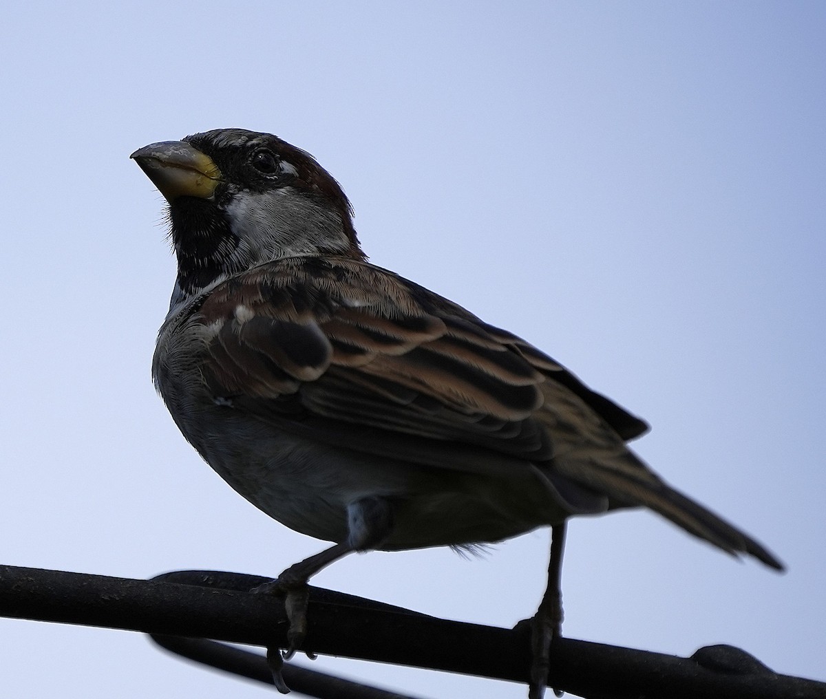 House Sparrow - ML642296803