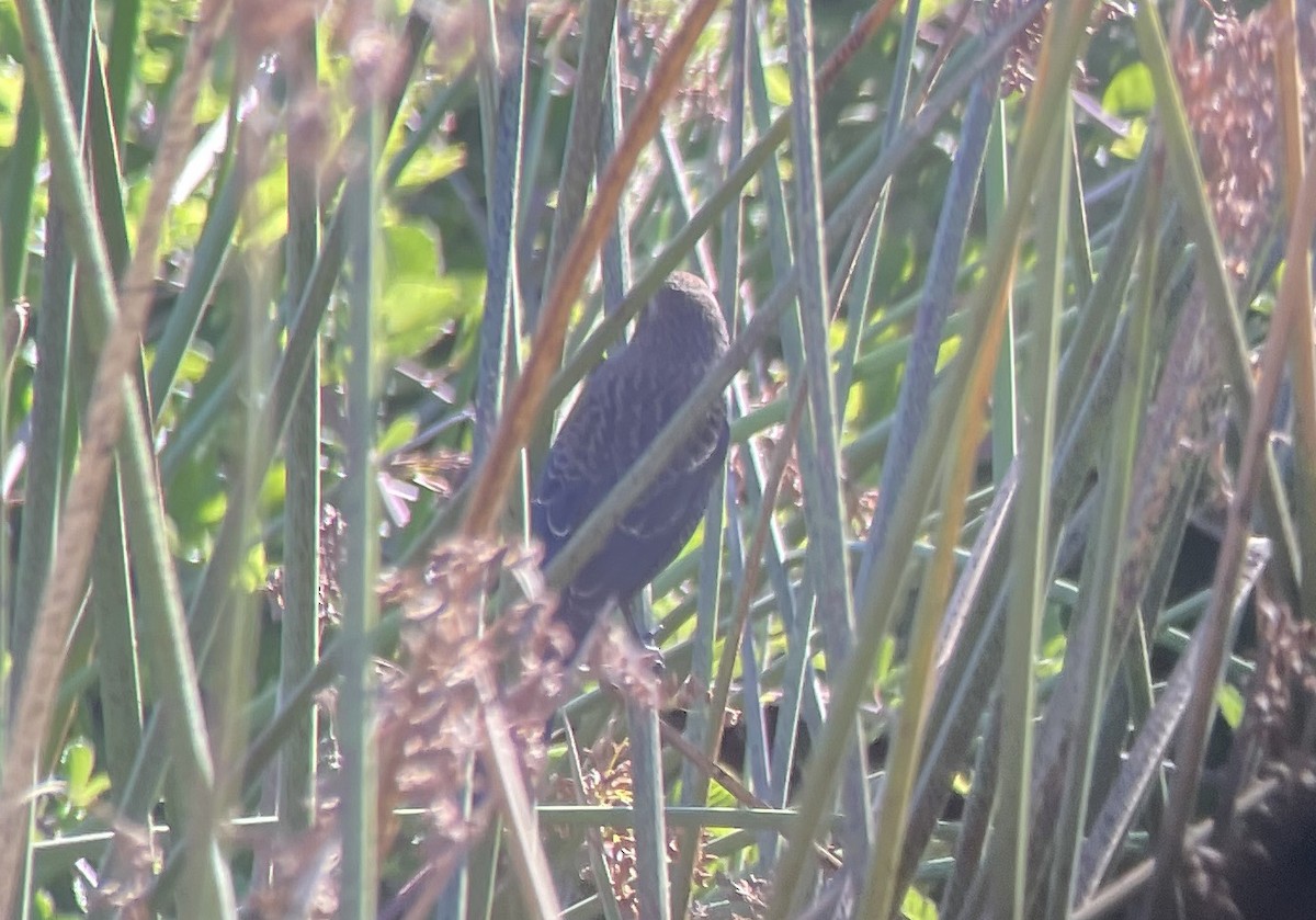 Icteridae sp. - ML642296806