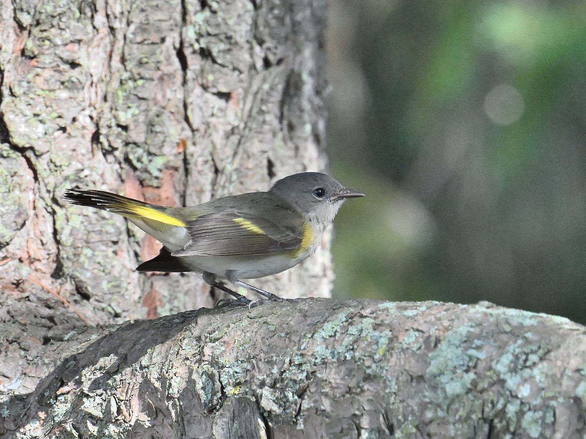 rødstjertparula - ML642296808