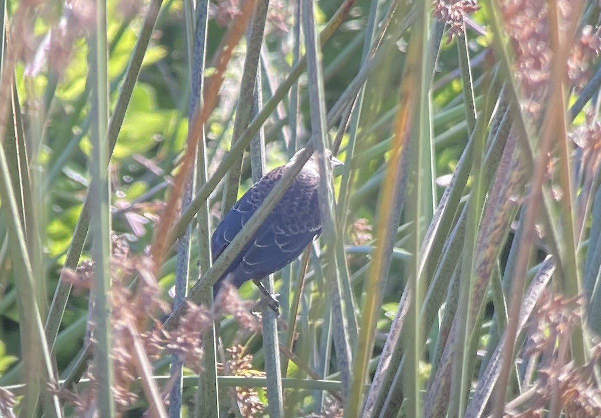 Icteridae sp. - ML642296820