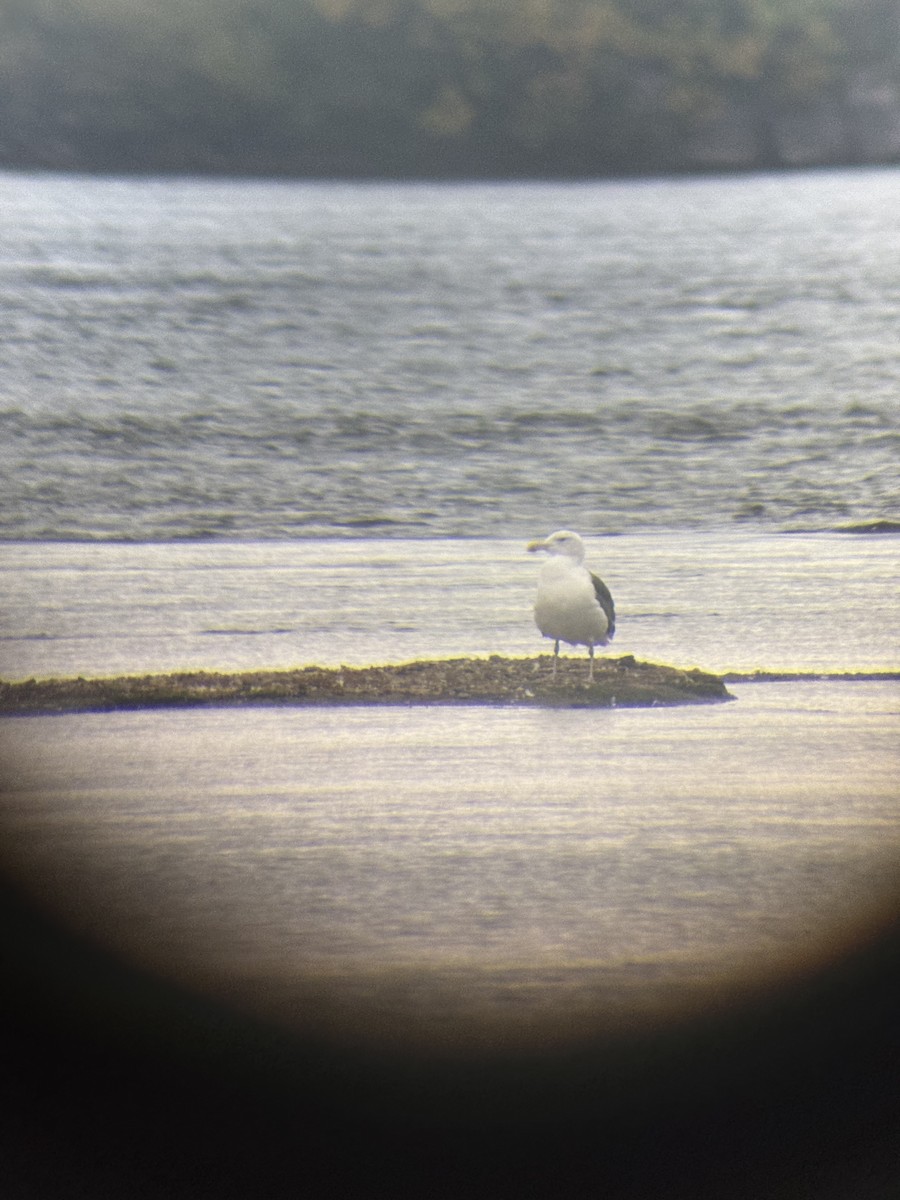 Great Black-backed Gull - ML642296826