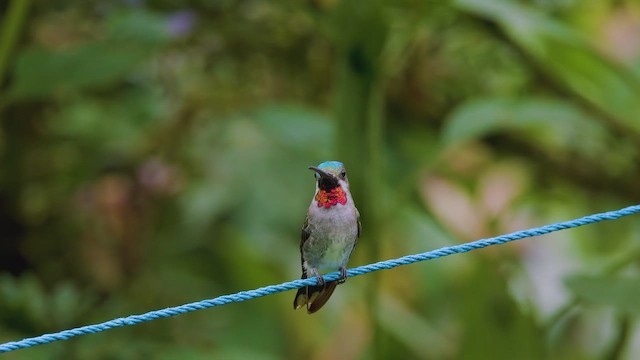 Long-billed Starthroat - ML642296837