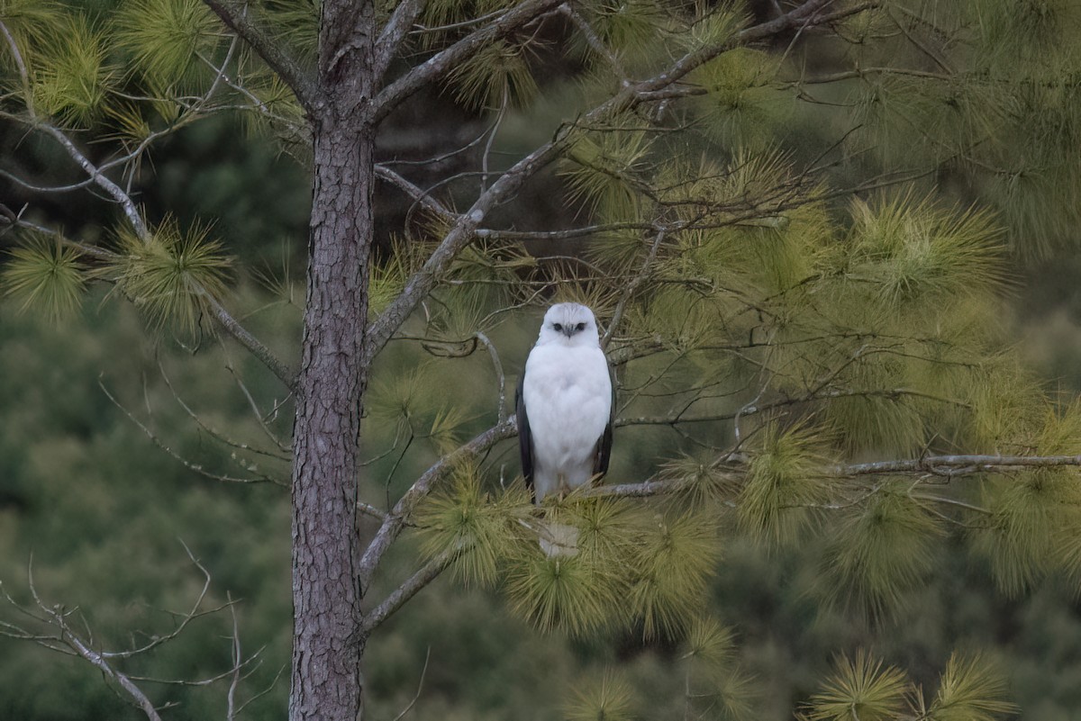 Mantled Hawk - ML642296843