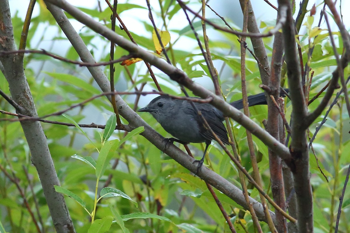 Gray Catbird - ML642296844