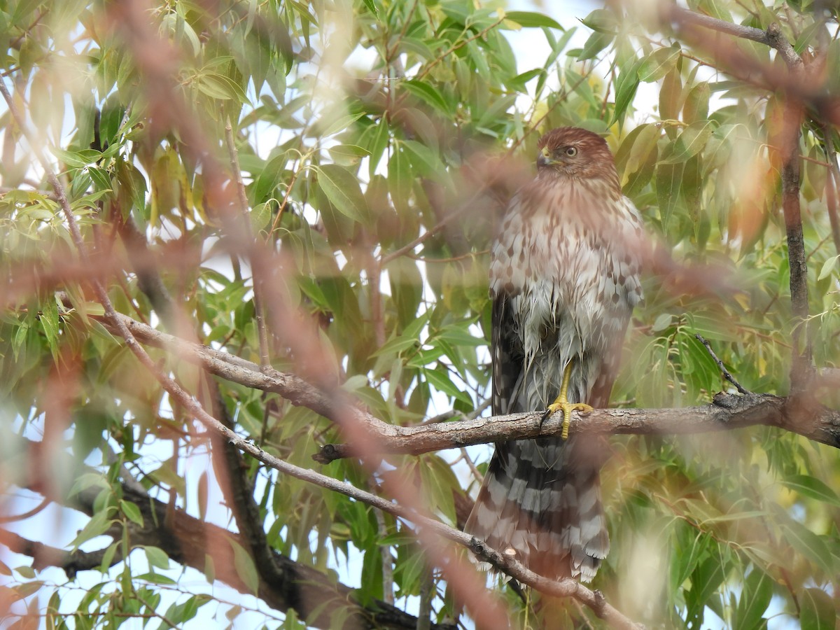 Cooper's Hawk - ML642296865