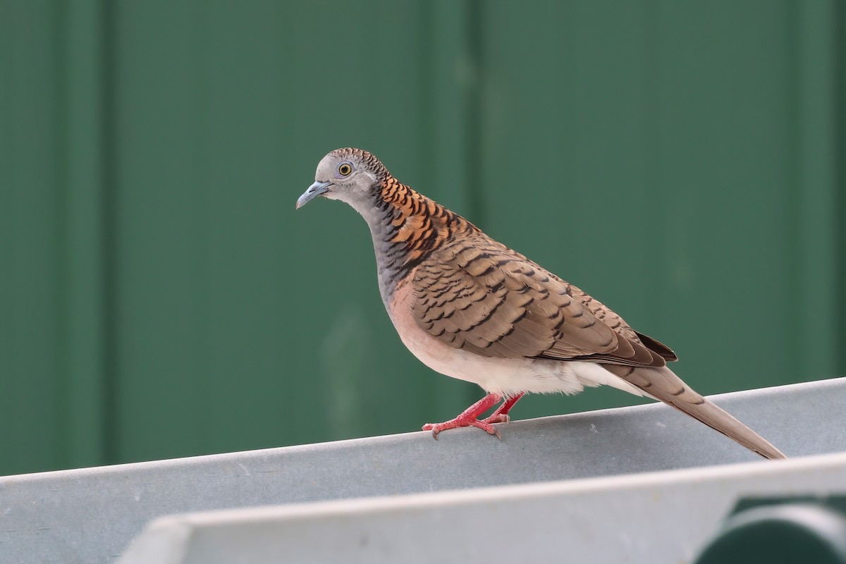 Bar-shouldered Dove - ML642296872