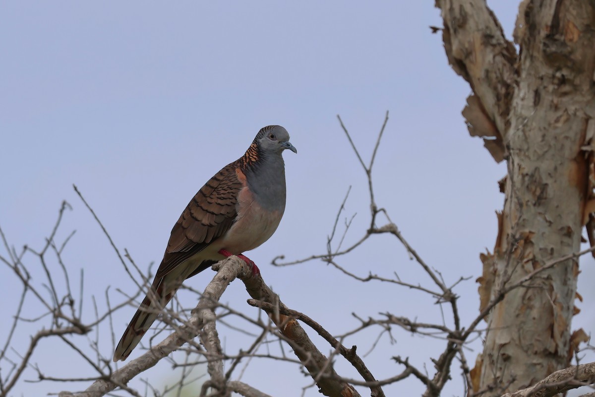 Bar-shouldered Dove - ML642296873