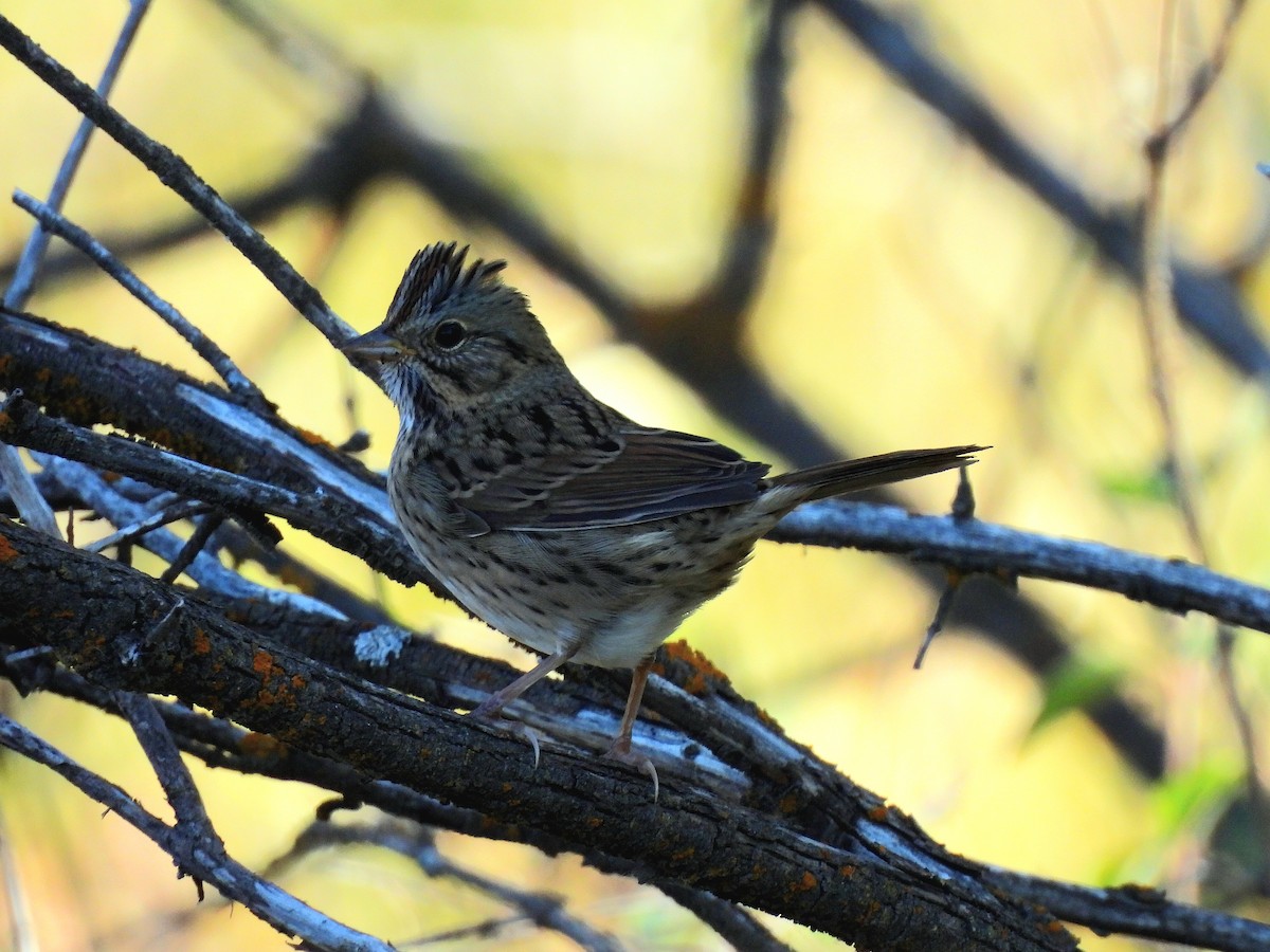 Lincoln's Sparrow - ML642296876