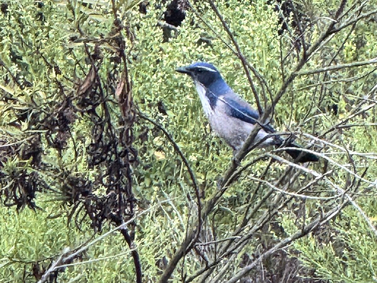 California Scrub-Jay - ML642296877