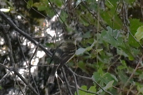 Western Flycatcher - ML642296882