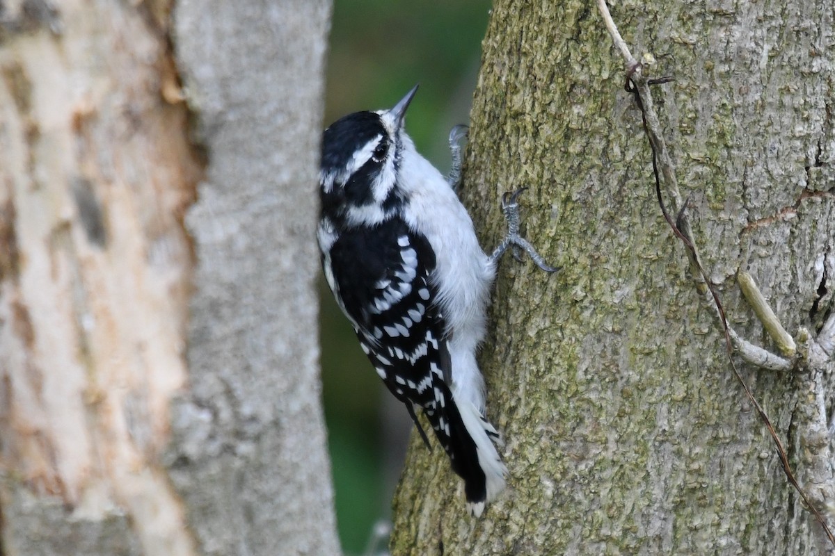 Downy Woodpecker (Eastern) - ML642296884