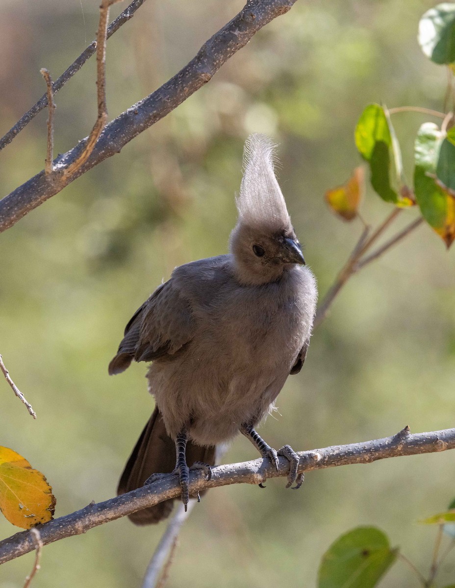 Gray Go-away-bird - ML642296889
