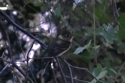 Western Flycatcher - ML642296891