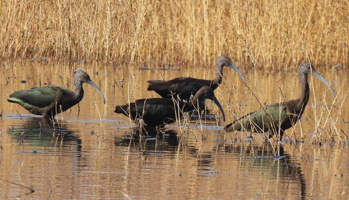 White-faced Ibis - ML642296896
