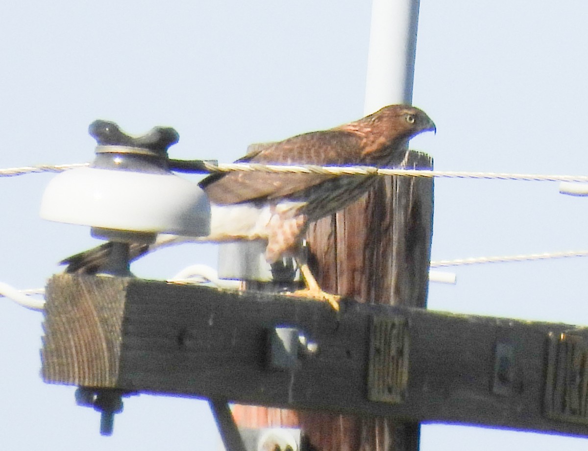 Cooper's Hawk - ML642296906