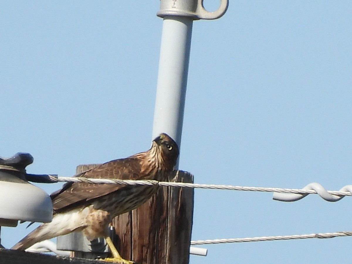 Cooper's Hawk - ML642296907