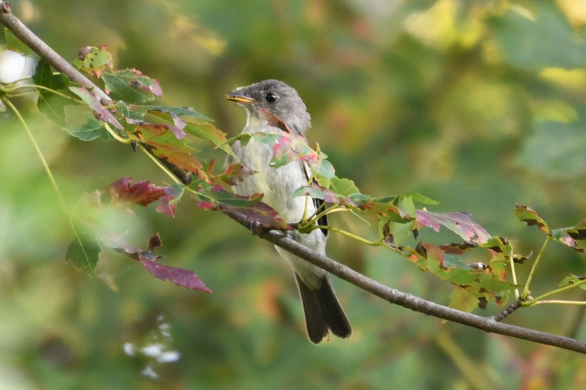 Eastern Wood-Pewee - ML642296932
