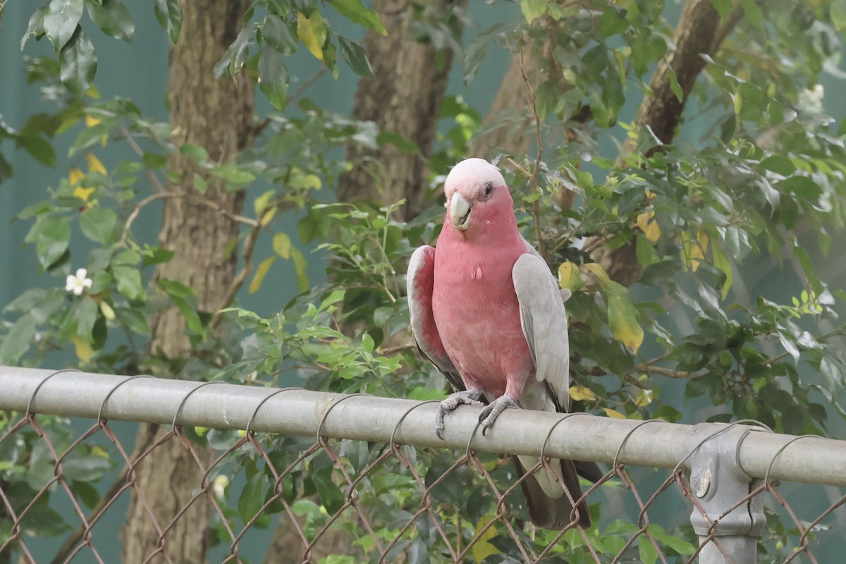 Galah - ML642296933