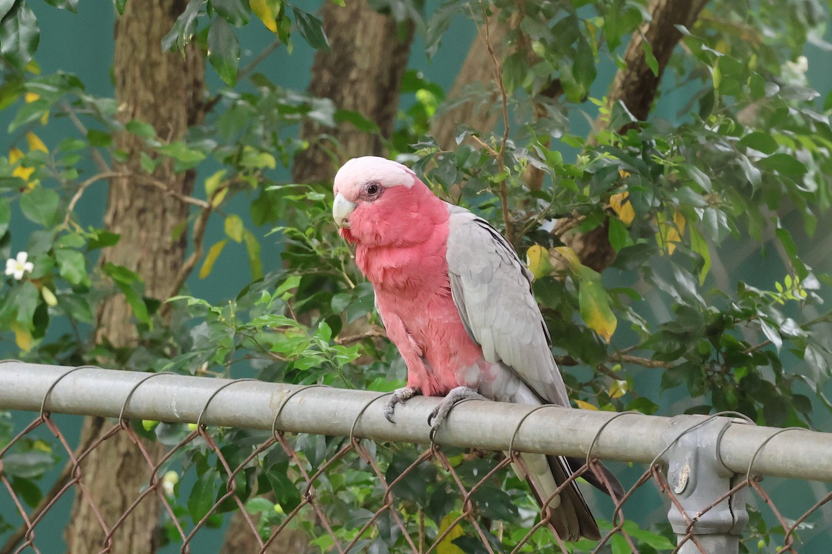 Galah - ML642296934