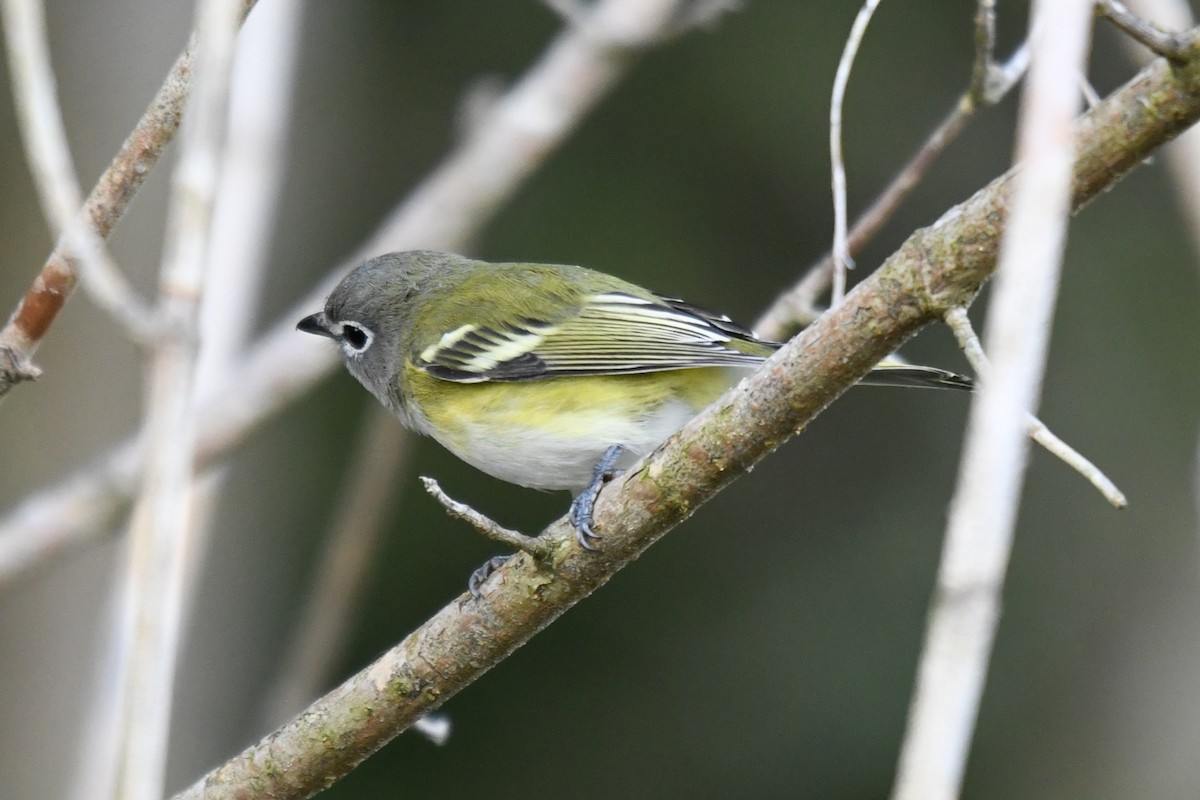Blue-headed Vireo - ML642296937