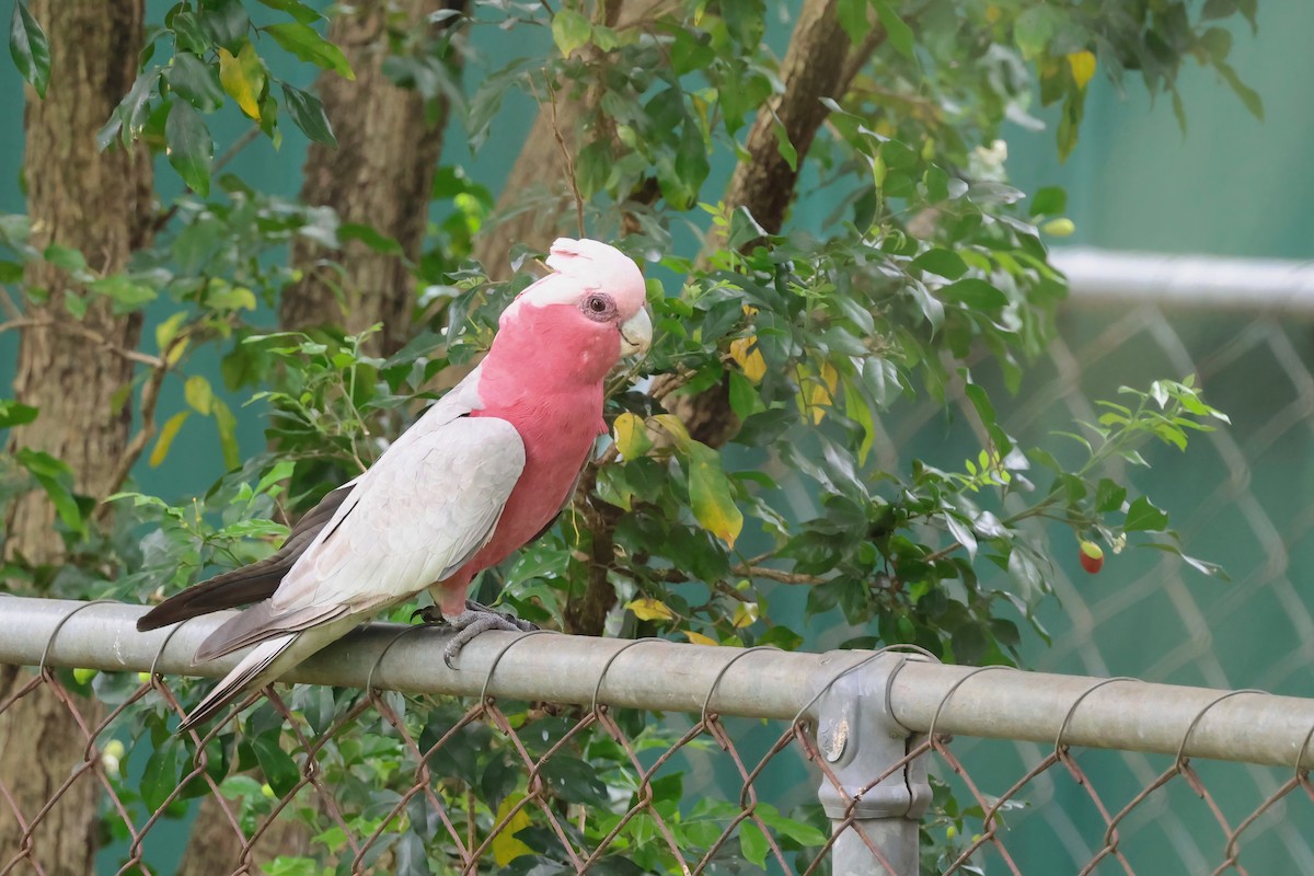 Galah - ML642296946