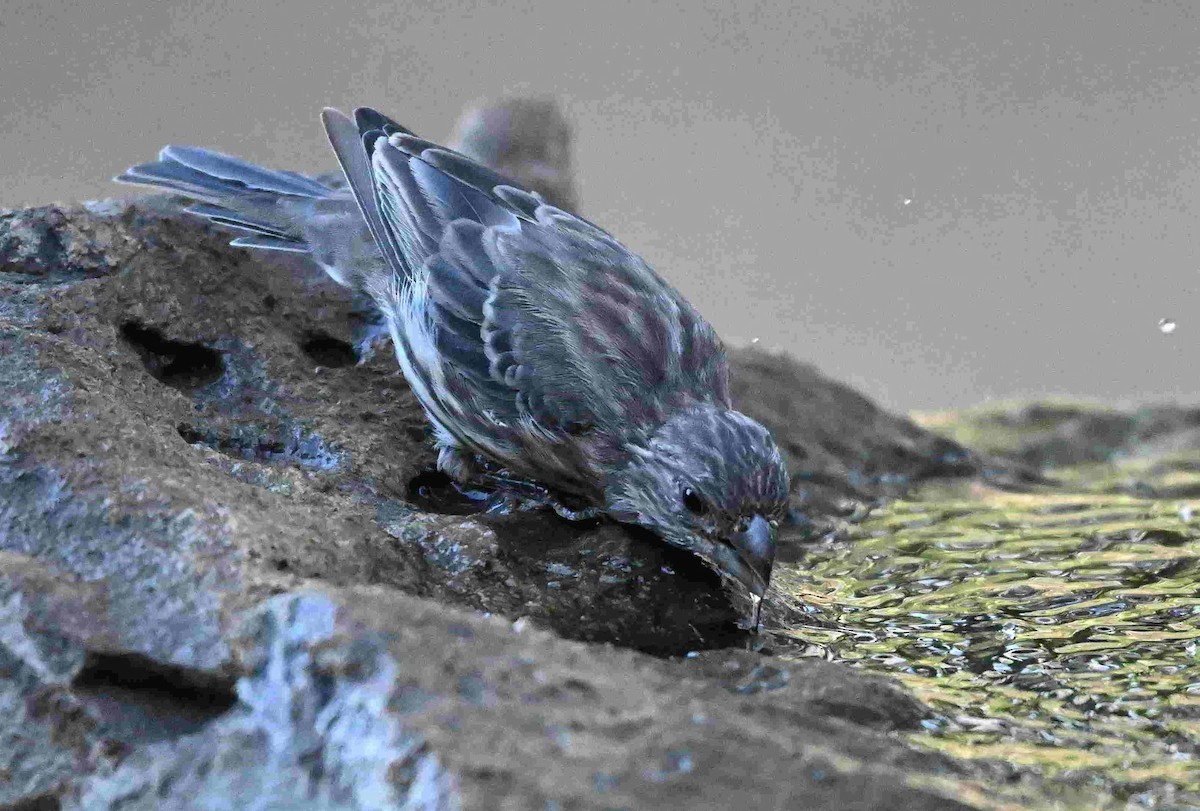 House Finch - ML642296947