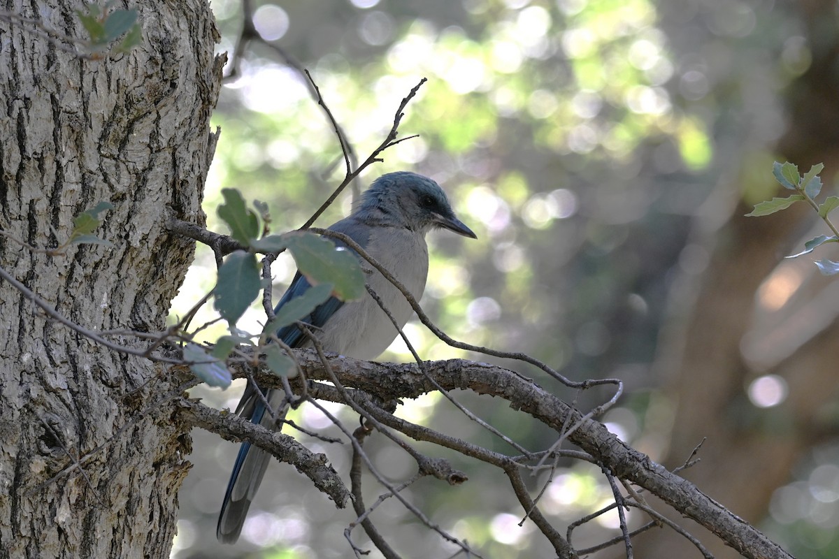 Mexican Jay - ML642296950