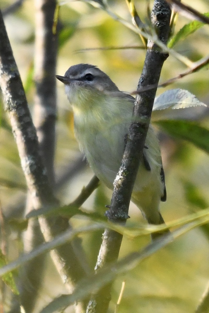 Philadelphia Vireo - ML642296963