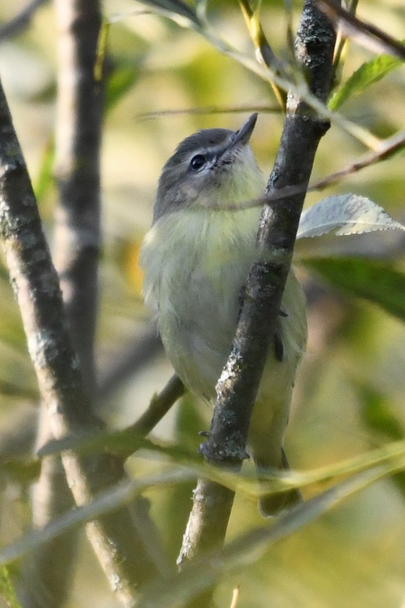 Philadelphia Vireo - ML642296964