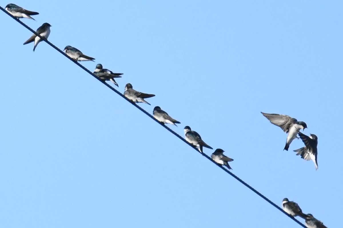 Tree Swallow - ML642297001