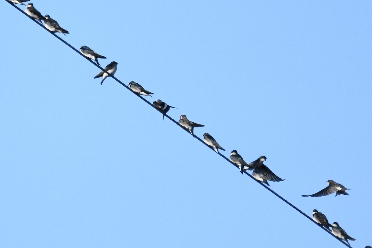 Tree Swallow - ML642297002