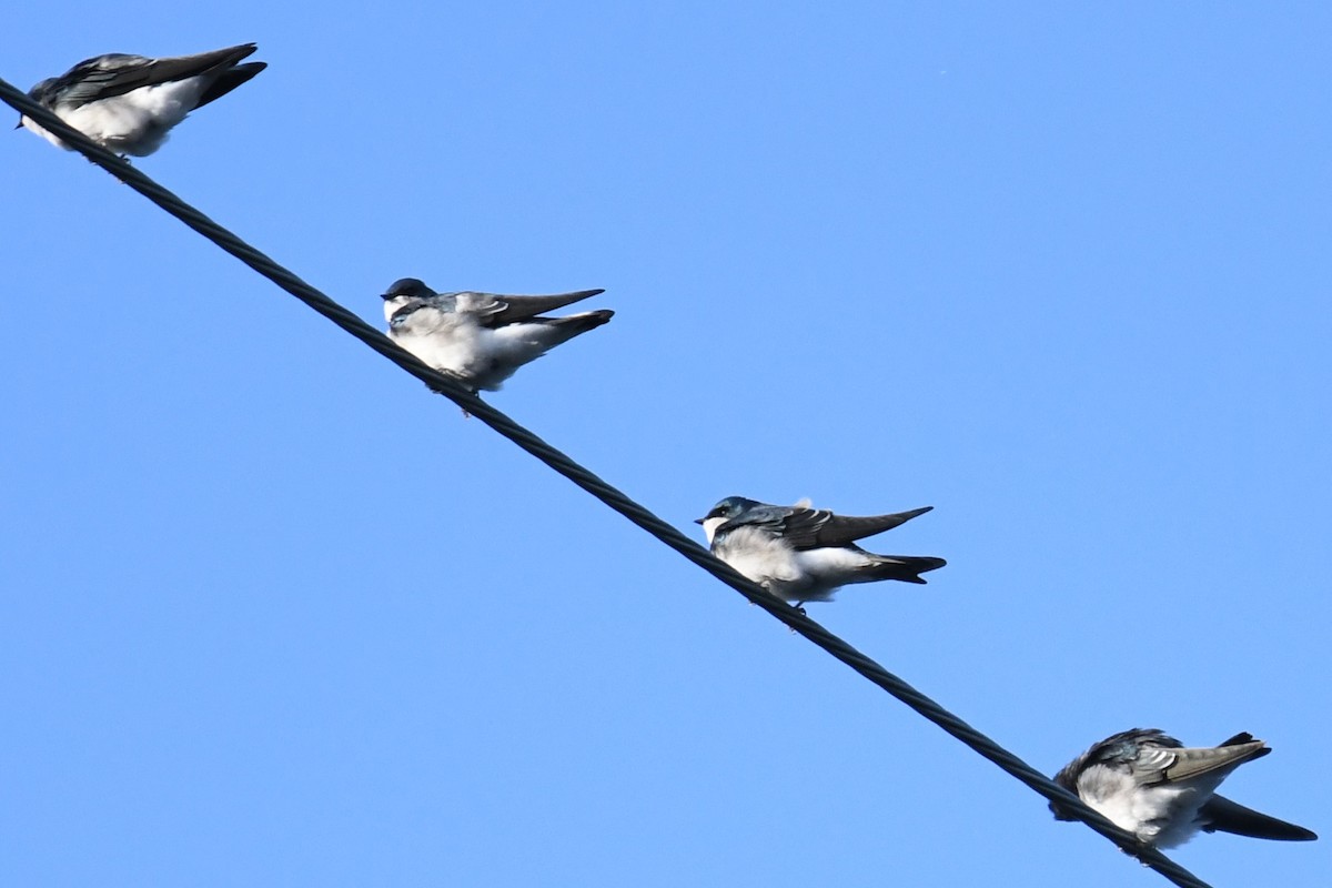 Tree Swallow - ML642297003