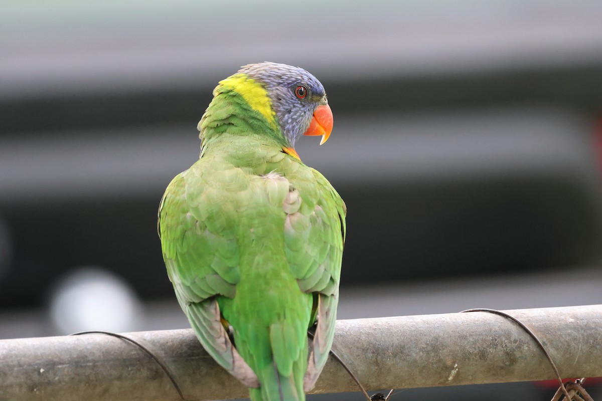 Rainbow Lorikeet - ML642297027