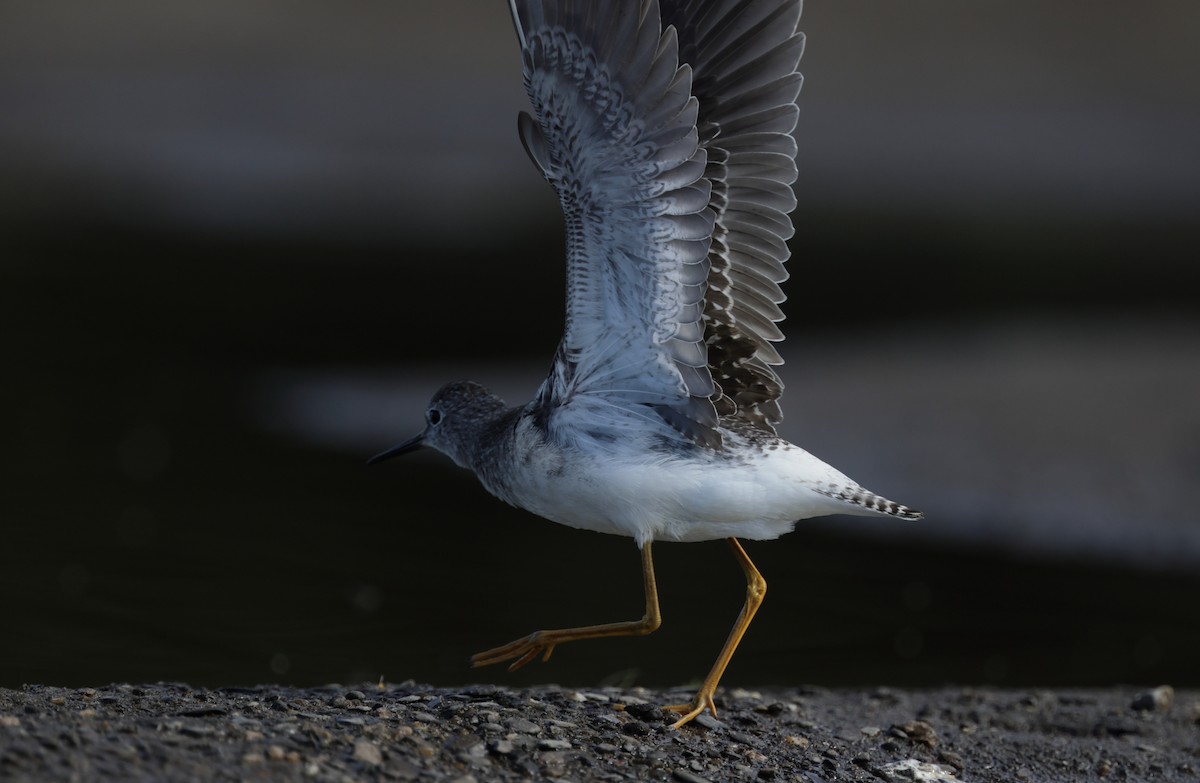 Lesser Yellowlegs - ML642297033