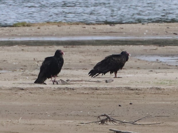 Turkey Vulture - ML642297040