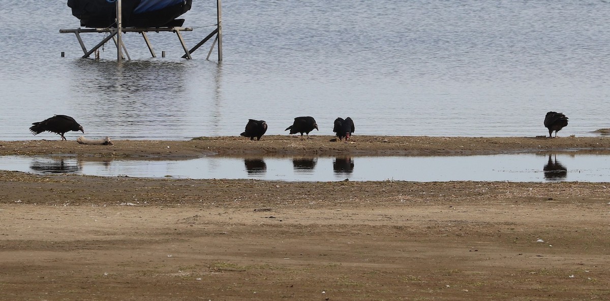 Turkey Vulture - ML642297041