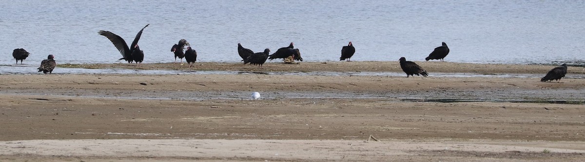 Turkey Vulture - ML642297042