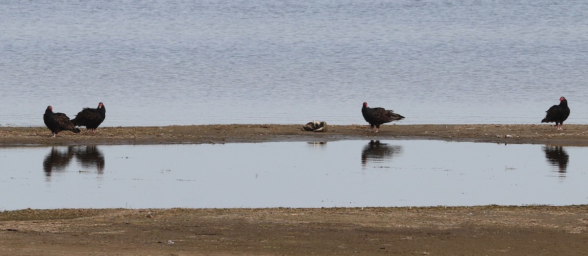 Turkey Vulture - ML642297046