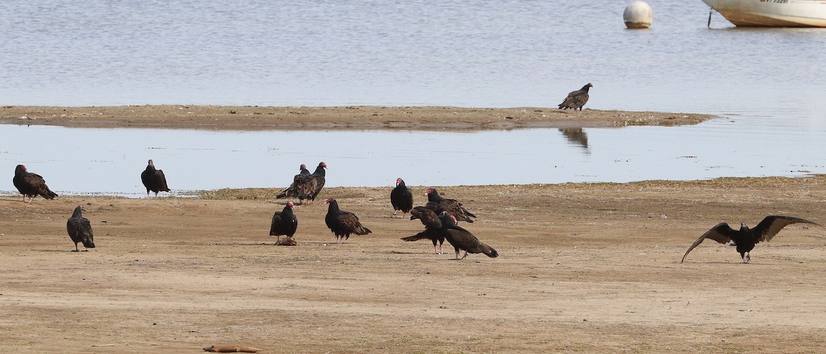Turkey Vulture - ML642297047
