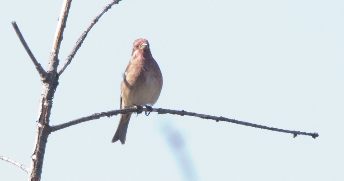 Purple Finch - ML642297049