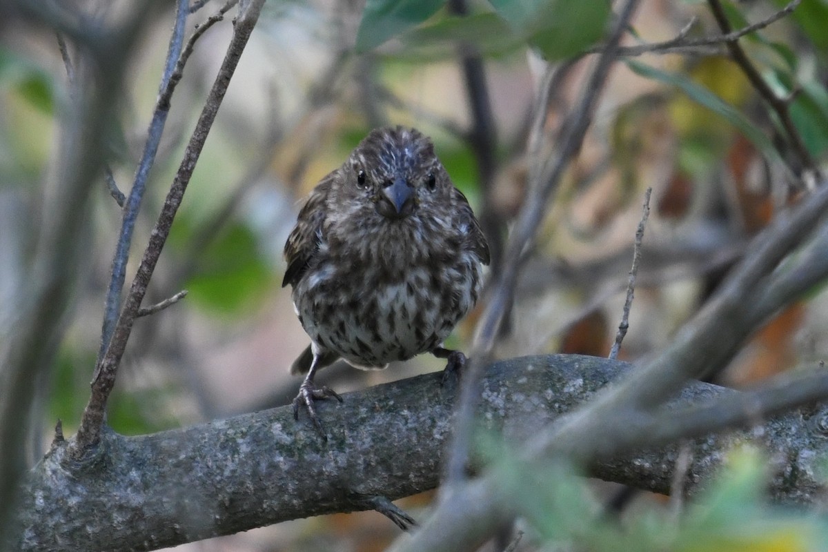 Purple Finch (Eastern) - ML642297050