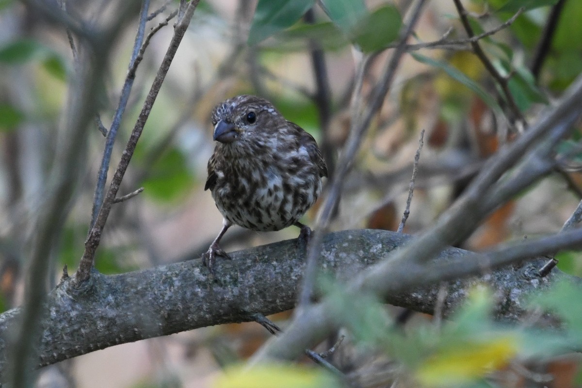 Purple Finch (Eastern) - ML642297051