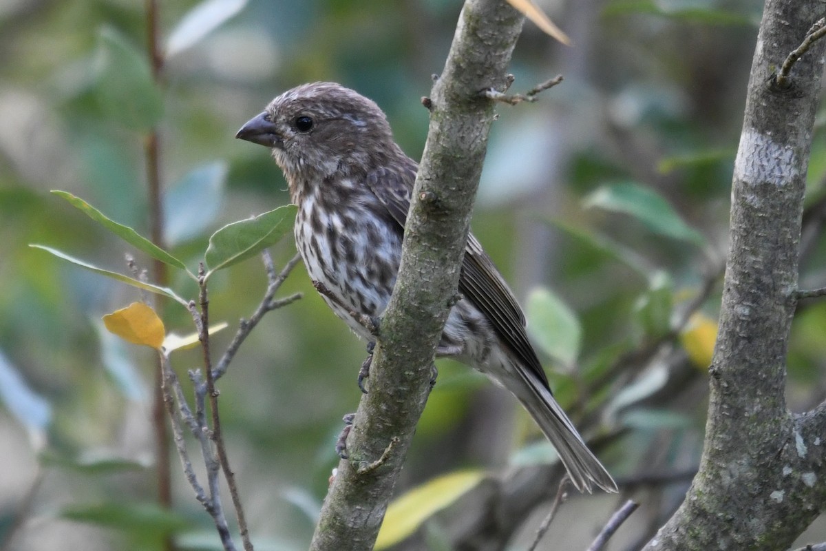 Purple Finch (Eastern) - ML642297052