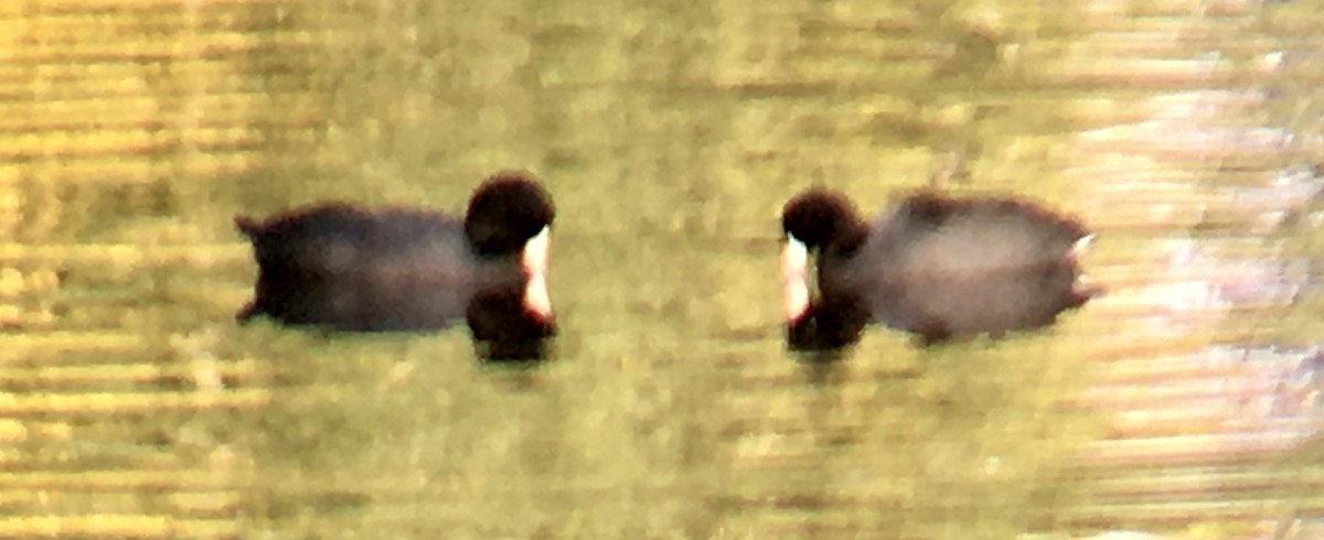 American Coot - ML642297053