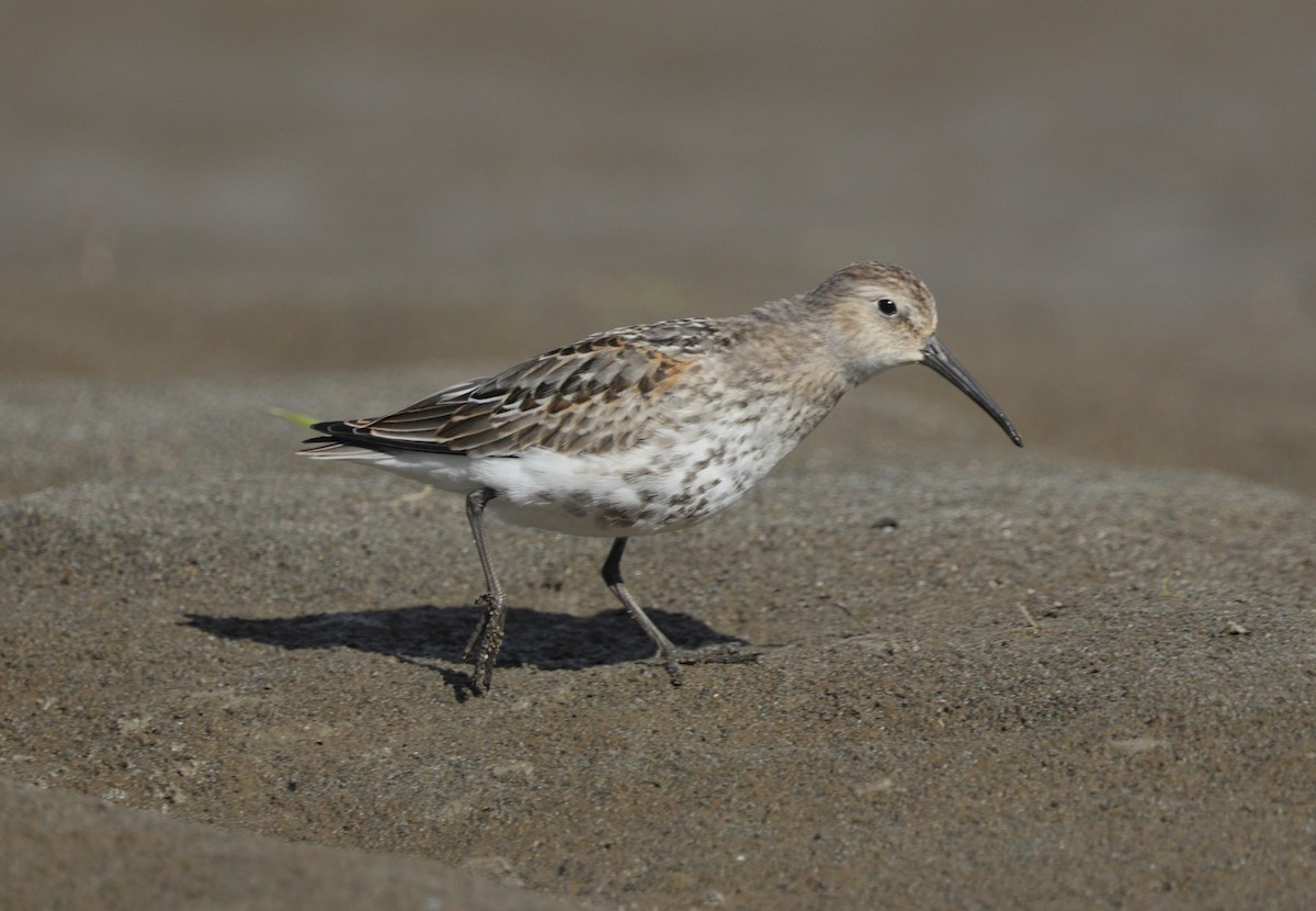 Dunlin - ML642297054